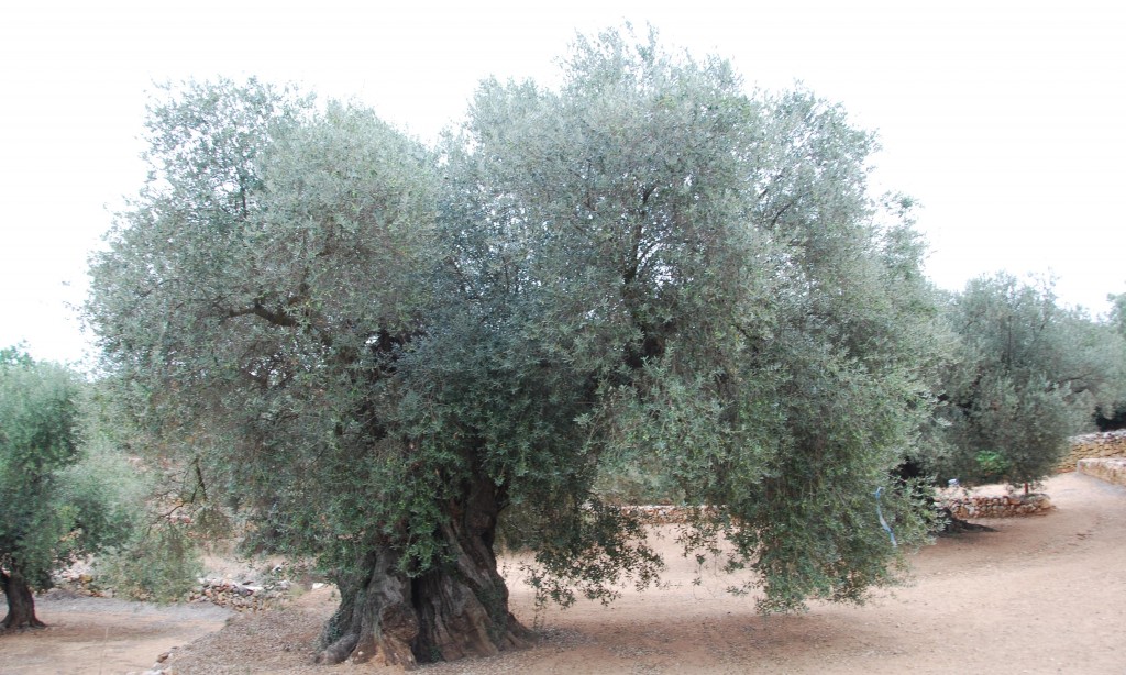 Ulldecona (Oliveres Milenàries) (36)