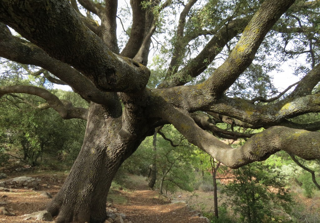 slider_arbres_monumentals